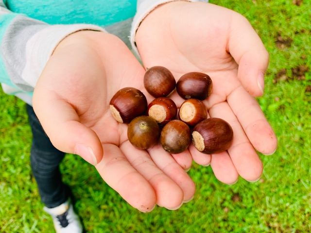 手のひらのどんぐり