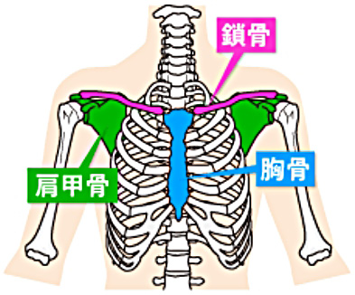 骨格を説明する図